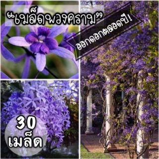 🌟ชุดพร้อมปลูก🌟เมล็ดพันธุ์ "พวงคราม" (30เมล็ด)