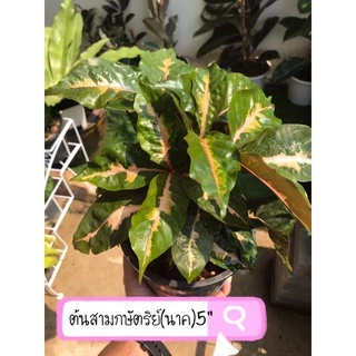 ต้นสามกษัตริย์/ใบเงิน/ใบทอง/ใบนาค ไม้มงคล ส่งพร้อมกระถาง 6”