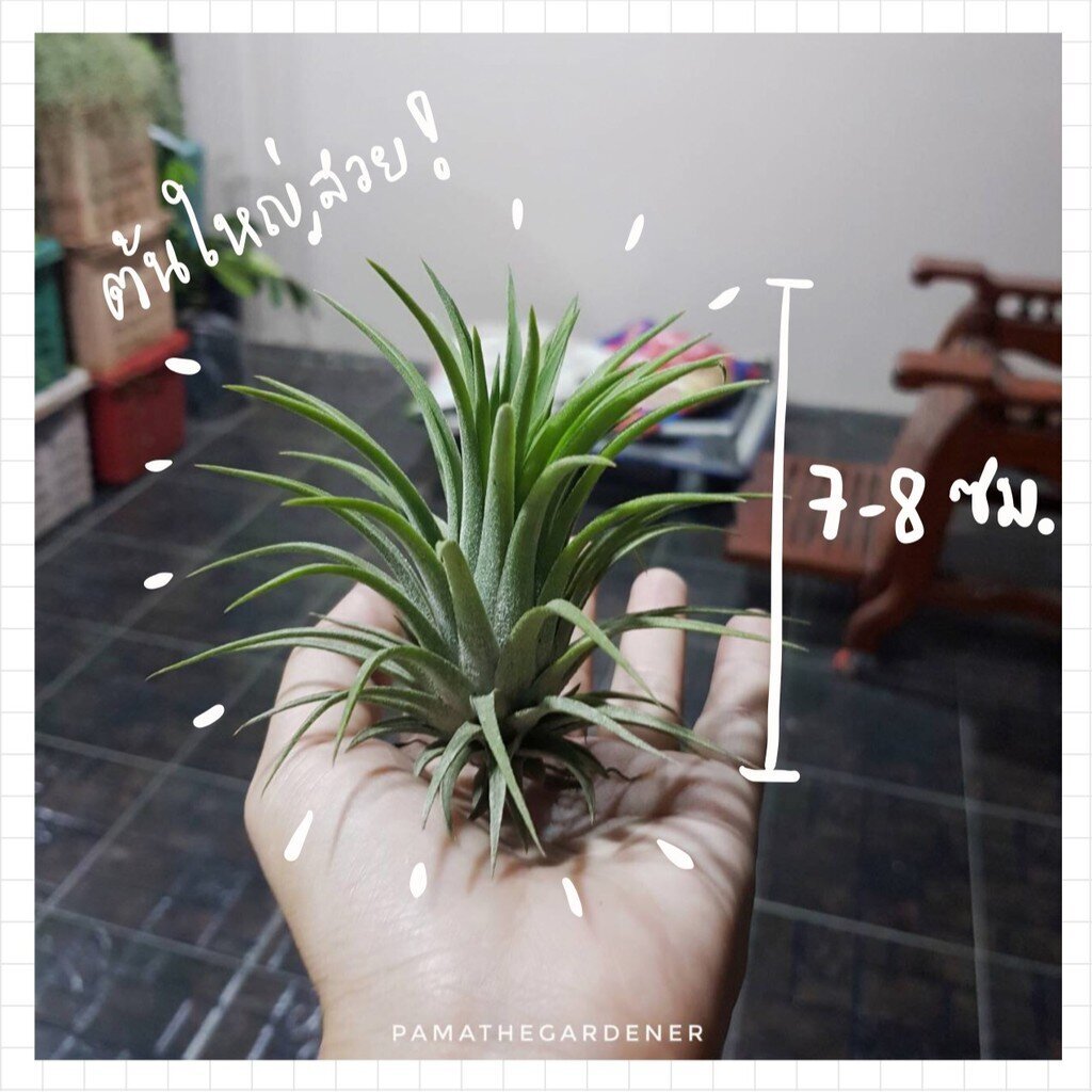 ทิลแลนเซีย มีหลายแบบ มีราคาส่ง คละได้นะคะ