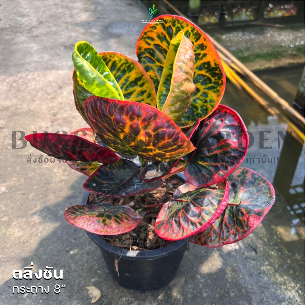 ต้นโกสนพันธุ์ ราศีมีน  ไซส์ใหญ่ กระถาง 8" สูง 30-40 เซนติเมตร ซื้อ 10 แถม 1  (จัดส่งแบบถอดกระถาง+รับประกันสินค้า)