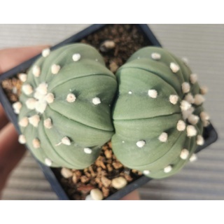 แอ​สโตร​ไ​ฟตั้​ม​ super เว้า แฝด   #แคสตัส castus​ astrophytum แอสโตร แอสโตร​ไ​ฟตั้​ม แอสโตรไฟตัม กระบองเพชร แอสโตรวี