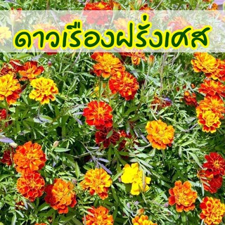 Local ฟาร์มสุข เมล็ดดอกไม้ 🌻 ดาวเรืองฝรั่งเศส พันธุ์ดอกไม้ ดอกดาวเรือง ดอกไม้ 100 เมล็ด