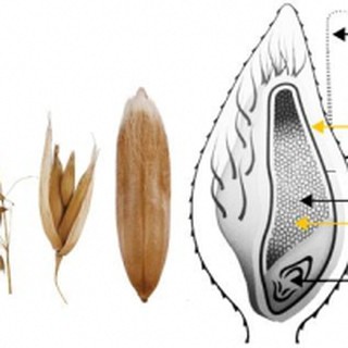 สารสกัด โอ๊ต Oat Beta Glucan 000906