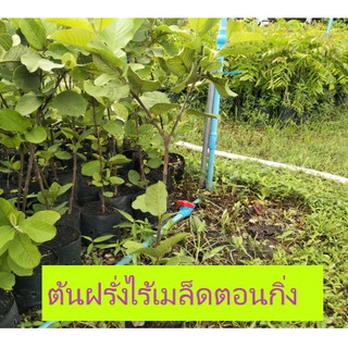 ต้นฝรั่งไร้เมล็ดแบบตอนกิ่งพันธ์ุ