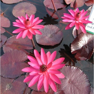 10 เมล็ด เมล็ดบัว สีแดง นำเข้า บัวนอก สายพันธุ์เมล็ดบัว Waterlily Nymphaea Seeds