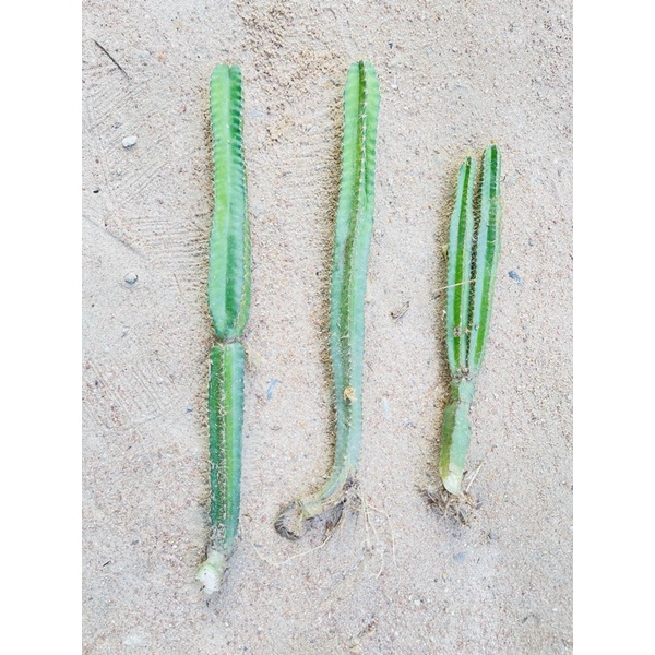 🌵 คอนโดนางฟ้ายักษ์ต้นเล็ก พร้อมส่ง!!