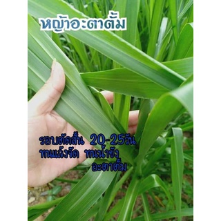 เมล็ดพันธุ์ อะตราตั้ม ขนาด500กรัม เมล็ดพันธุ์คุณภาพดี