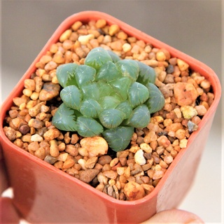 Haworthia Cooperi var. Trancata G succulents กุหลาบหินนำเข้า ไม้อวบน้ำ