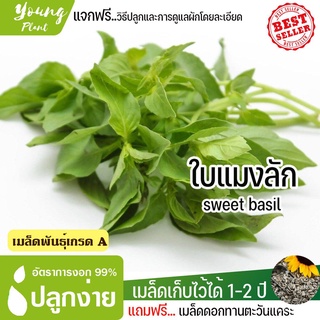 （เมล็ดพันธุ์ ถูก คละ）เมล็ดพันธุ์ใบแมงลัก จำนวน 100 เมล็ด อัตราการงอก95% ปลูกง่าย โตไว (แถมฟรี เมล็ดดอกทานะตะวันจิ๋ว) Q31