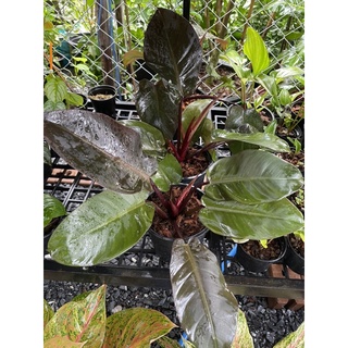 philodendron blackcadinal กุมารดำเรียกทรัพย์