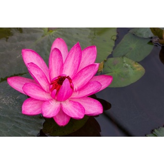 2 เมล็ด เมล็ดบัว สีชมพู ดอกใหญ่ นำเข้า บัวนอก สายพันธุ์เมล็ดบัว Lotus seeds