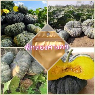 เมล็ดพันธุ์ฟักทองคางคก (ซื้อ3ซอง แถมฟรี 1 ซอง ซื้อ5 แถม2 คละได้ทั้งร้าน)