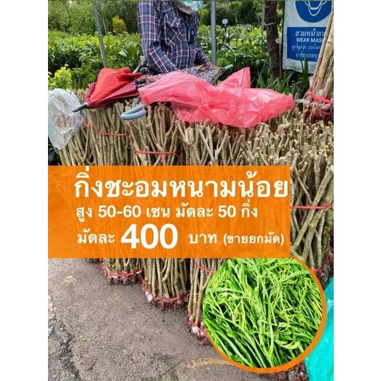 กิ่งชะอมหนามน้อย (มัดละ 50 กิ่ง) มัดละ 350 บาท