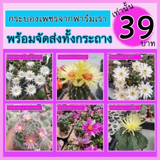 🌵กระบองเพชร 39 บาท ต้นใหญ่เบิ้มๆ ในกระถาง 3นิ้ว❤10 ฟรี 1❤ ใหญ่คุ้มมากๆ !!! แคคตัส กระบองเพชร