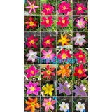 ดอกบัวดินหลากหลายสี หลายสายพันธ์ุราคาเริ่มหัวละ 5-20บาท  ขายเป็นหัว