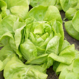 เมล็ด สลัด ไวท์บอสตัน - White Boston Lettuce