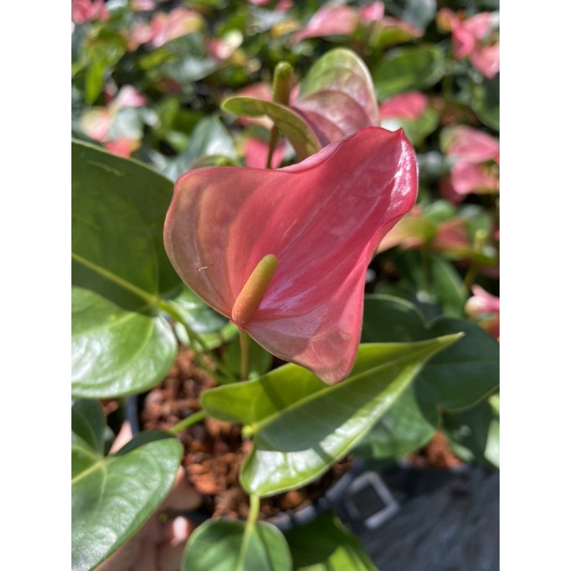 ต้นหน้าวัว Anthurium ดอกสีชมพู กระถาง 6 นิ้ว 🌳 ส่งติดดอกทุกต้น