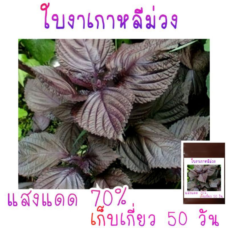 เมล็ด​พันธุ์​ ใบงาเกาหลี​ ม่วง​ 150​ เมล็ด​