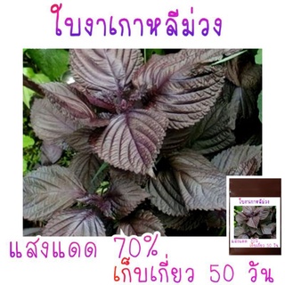 เมล็ด​พันธุ์​ ใบงาเกาหลี​ ม่วง​  150​ เมล็ด​