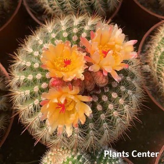 Plants Center พร้อมส่ง(nan gy)กระบองเพชร แคคตัส cacuts Notocactus rauschii  (Parodia fusca)  Orange flowers 7-8cm