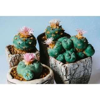 เมล็ดโลโฟ 20 เมล็ด (Lophophora mix 20s)