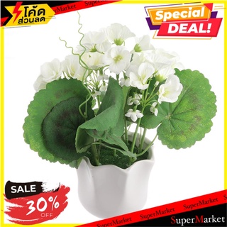 บีโกเนียสีขาวในกระถางเซรามิก HOME LIVING ต้นไม้ประดิษฐ์ ARTIFICIAL BEGONIA IN CERAMIC POT HOME LIVING WHITE อุปกรณ์ตกแต่