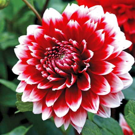 ดอกรักเร่ Dahlia สายพันธุ์ Duet ดอกดาร์เลีย หัวสดใหม่ 1 เหง้า