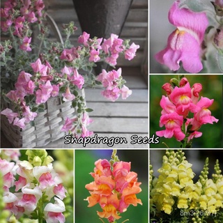 （เมล็ดพันธุ์ ถูก คละ）ของแท้ 100% ประเทศไทย พร้อมสต็อก Snapdragon seeds 300pcs เมล็ดพันธุ์ ต้นไม้บอลสี บอนไซแคระ เ TQQK