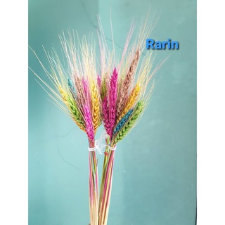 Rarin 🌾ดอกไม้เแห้ง🌿 ดอกข้าว บาเลย์ ย้อมสี  (2 กำ)🌾 แบบรวมสี ใส่แจกันสวยมากกก🔖กำละ 39 ฿🔖