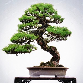 ขายส่ง 100 เมล็ด เมล็ดสนดำญี่ปุ่น Japanese black pine bonsai seeds  เมล็ดพันธุ์ seeds บอนไซ Bonsai บอนไซสนดำ