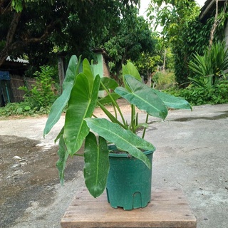 ต้นว่านเศรษฐีค้าขายมีโชค