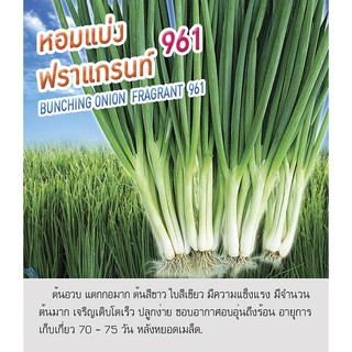 เมล็ดพันธุ์ ต้นหอม หอมแบ่ง - Welsh Shallot ตราดอกแตง เมล็ดพันธุ์ เมล็ดผัก คุณภาพ "เพื่อนเกษตรกร"