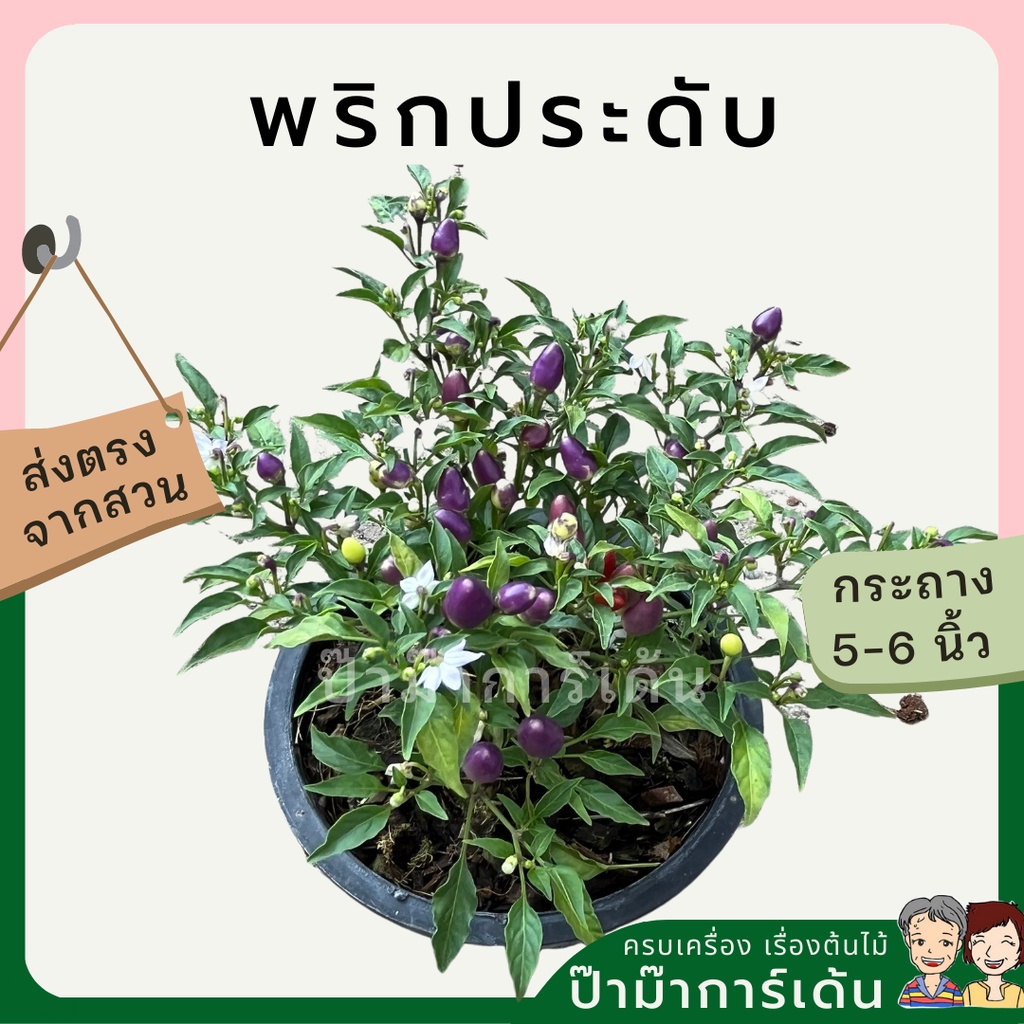 พริกประดับ สีสันสดใส ทานได้ มาในกระถางพร้อมตั้ง ไม้แดด