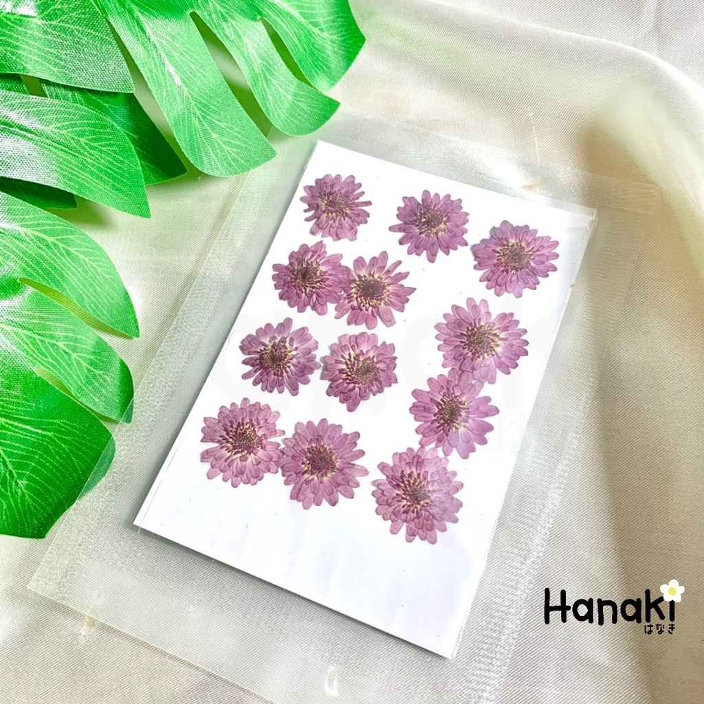 【พร้อมส่ง】ดอกมัม ดอกมัมทับแห้ง ดอกไม้จริงทับแห้ง ดอกไม้ทับแห้ง Pressed Flowers