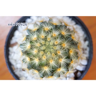 แมมมิลลาเรีย คามิเน่ เหลือง (Mammillaria Camenae)