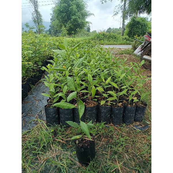 ต้นกันเกรา ความสูง 30-50 ซม. ขั้นต่ำ3ต้น – โปรปัง