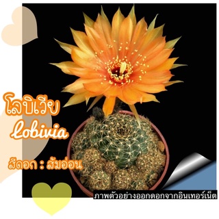 🌼🍁โลบิเวีย สีดอกส้มอ่อน น่ารักๆ 🧡 LOBIVIA CACTUS 💕 กระถาง 2 นิ้วนะคะ