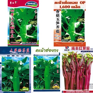 เมล็ด คะน้าฮ่องกง / คะน้าเห็ดหอม / คะน้าสีแดง  Chinese Kale / Red Chinese Kale เมล็ดพันธุ์OP