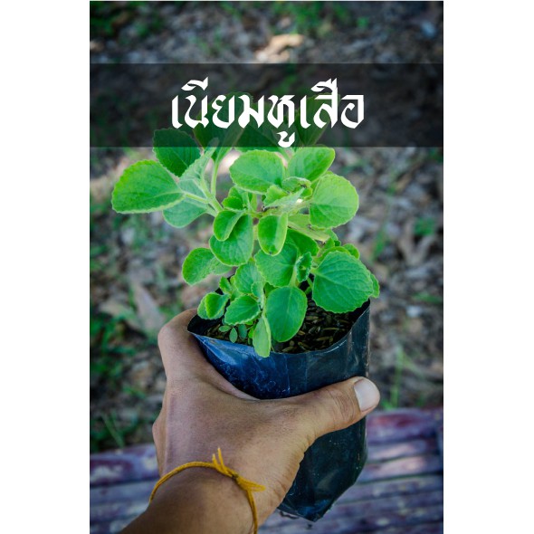 ต้นเนียม หูเสือ หรือ ต้นออริกาโน่ไทยๆ