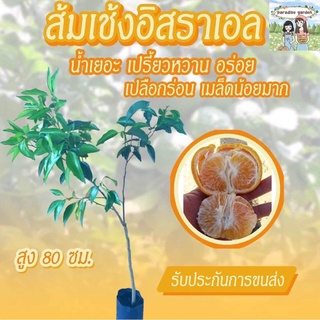 ส้มเช้งอิสราเอล สูง80ซม.++ น้ำเยอะ เปรี้ยว หวาน อร่อย เปลือกร่อน เมล็ดน้อย