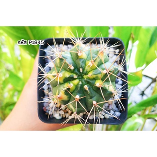 แคทอาย ไซส์แม่พันธุ์ ให้หน่อแล้ว ยิมโนคาไลเซียม ด่าง (Gymnocalycium mihanovichii variegata "cats eye") แคคตัส กระบองเพช