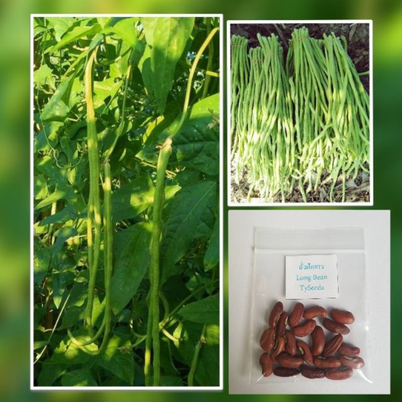 เมล็ดพันธุ์ ถั่วฝักยาว  20 เมล็ด [ 10 แถม2 ]คละได้