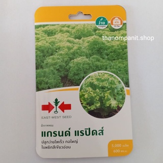 เมล็ดพันธุ์ **ผักกาดหอม** แกรนด์ แรปิดส์ ศรแดง จำนวน 5000เมล็ด (ซองเล็ก)
