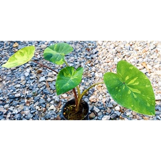 บอนเลม่อนไลม์ Colocasia  Lemon-Lime Gecko