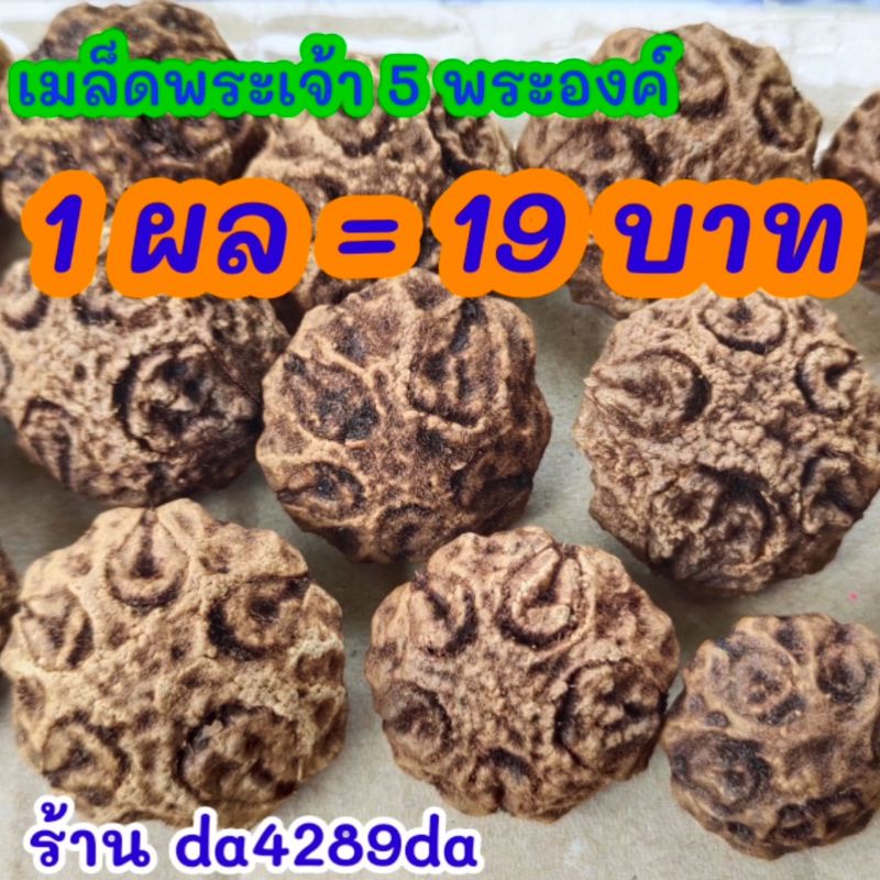 เมล็ดพระเจ้าห้าพระองค์ ผลละ 19 บาท (สั่งซื้อ 10 ผล แถม 2 ผล) Dracontomelon dao(Blanco) Merr.&Rolfe