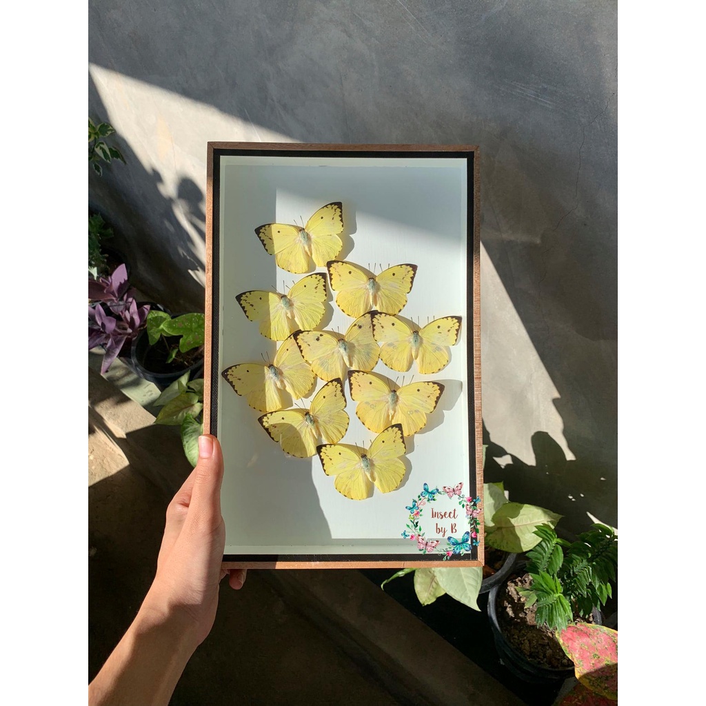 ผีเสื้อสต๊าฟ ในกล่องไม้ - Lemon Emigrant ขนาดกล่อง 8x12 นิ้ว