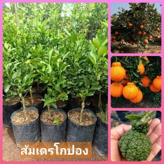 🍊ต้นส้มเดรโกปอง ส้มญี่ปุ่นรสชาดหวานจนขึ้นชื่อว่าหวานที่สุดในโลก 🍀ต้นพันธุ์เสียบยอด ต้นละ 279 บาท