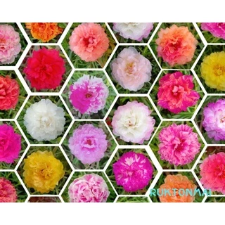 แพรเซี่ยงไฮ้ ขายเป็นกิ่ง กิ่งละ 1 บาท มีหลากหลายสีให้เลือก (ซื้อขั้นต่ำ 20 กิ่ง)