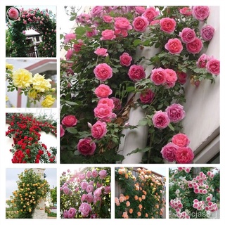 （อัตราการปลูกสูง）100PCS Mix Climbing Rose Seeds Flower Seed Perennial Flower Garden Decor Home Plant ต้นไม้ประดับ เมล็ดพ