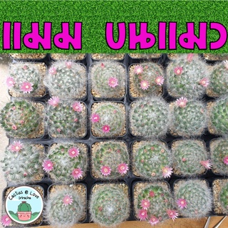 แมมมิลลาเรีย ขนแมว ติดดอก Mammillaria bocasana กระบองเพชร (ส่งแบบเปลือยราก)